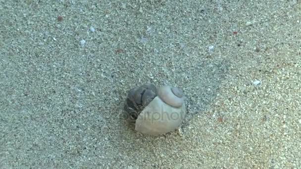 Crabe Ermite Sur Plage Sable Khao Lak — Video