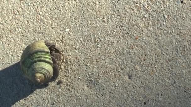 Crabe Ermite Sur Plage Sable Khao Lak — Video