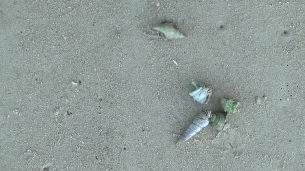 考拉沙滩上的寄居蟹 — 图库视频影像