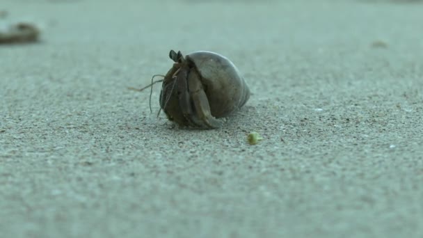 Crabe Ermite Sur Plage Sable Khao Lak — Video