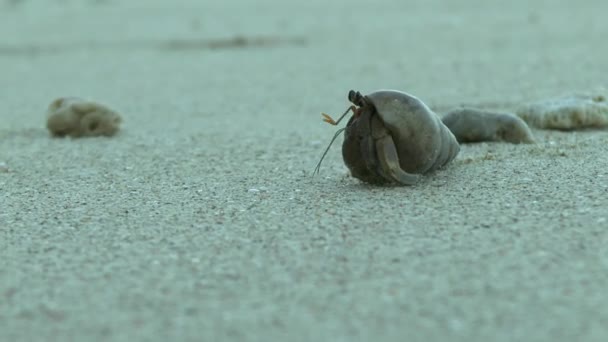 カオラックの砂浜ビーチでヤドカリ — ストック動画