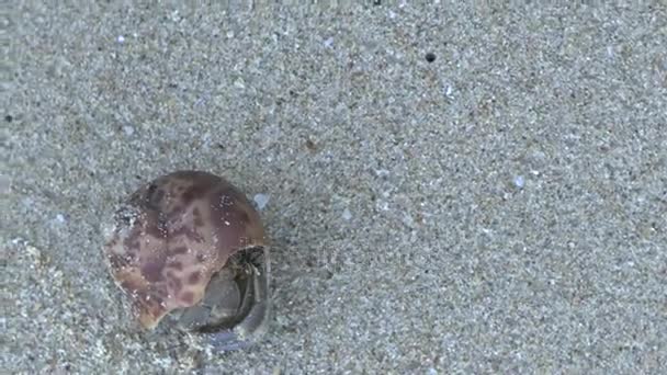 Crabe ermite sur la plage de sable de Khao Lak 