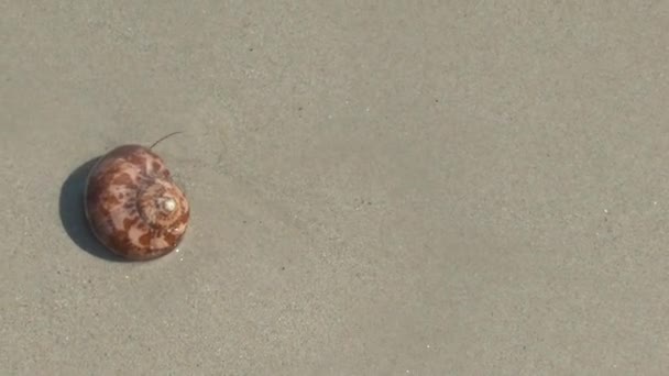 考拉沙滩上的寄居蟹 — 图库视频影像