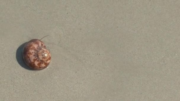 Crabe ermite sur la plage de sable de Khao Lak 