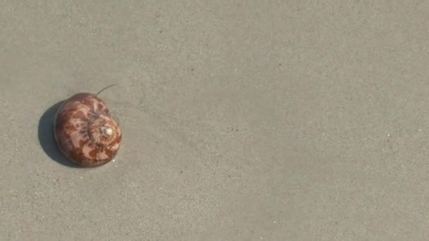 Crabe Ermite Sur Plage Sable Khao Lak — Video