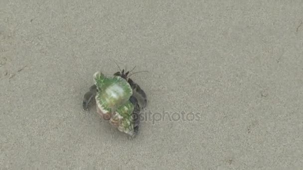 Crabe Ermite Sur Plage Sable Khao Lak — Video