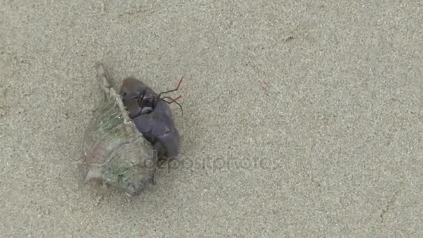 Heremietkreeften Het Zandstrand Strand Van Khao Lak — Stockvideo