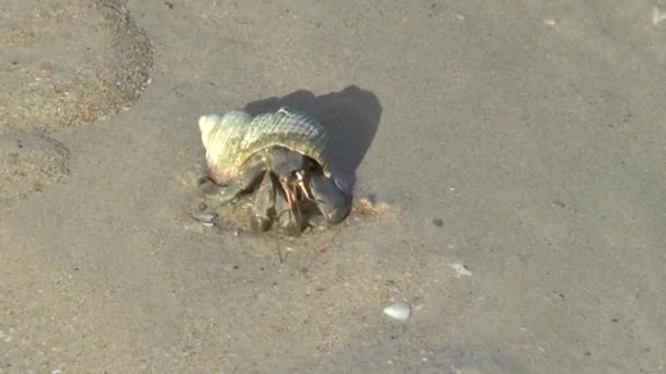 Crabe ermite sur la plage de sable de Khao Lak 