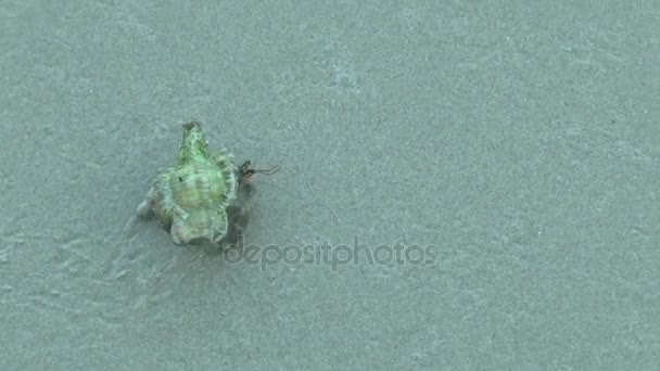 Caranguejo Eremita Praia Areia Khao Lak — Vídeo de Stock