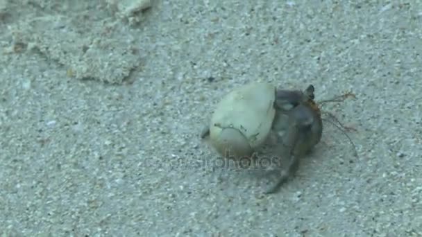 Granchio Eremita Sulla Spiaggia Sabbiosa Khao Lak — Video Stock