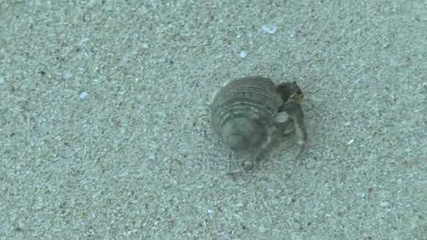 Crabe ermite sur la plage de sable de Khao Lak 