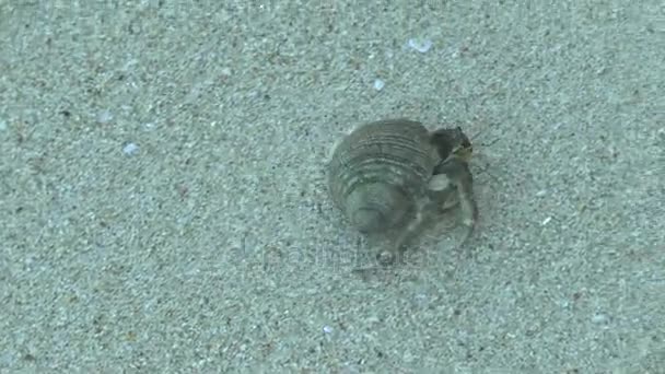 Crabe Ermite Sur Plage Sable Khao Lak — Video