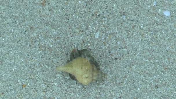 Hermit Crab Sandy Beach Khao Lak — Stock Video