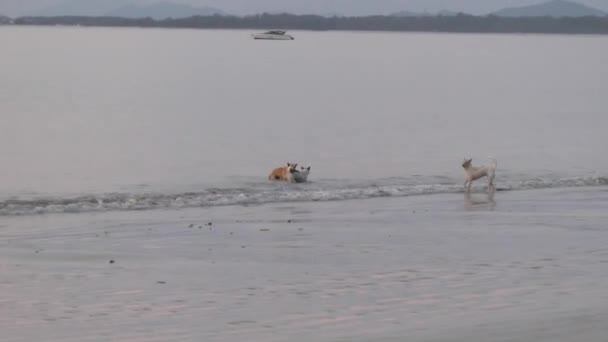 水中的狗 — 图库视频影像