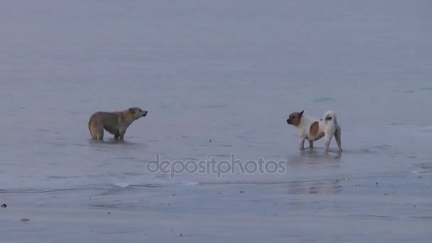 Hundar Vattnet — Stockvideo