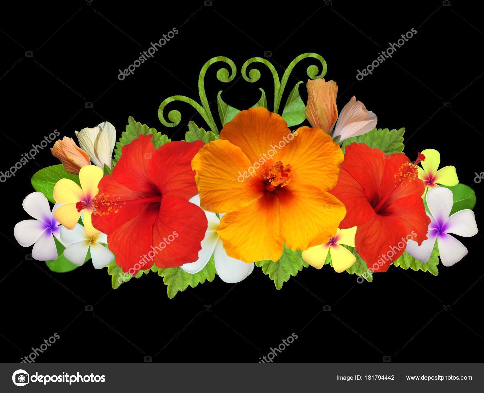 Hibiscus Flowers Different Colors Stock Photo C Schwerin 181794442