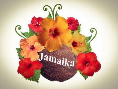 Hibiscus çiçek farklı renklerde