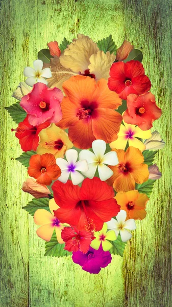 Hibiscus Blommor Olika Färger — Stockfoto