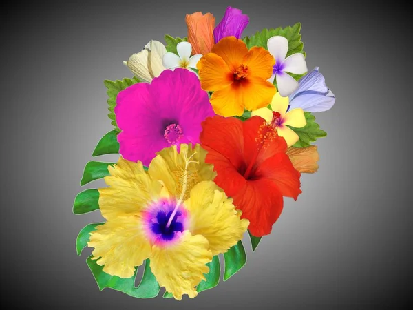Hibiscus Çiçek Farklı Renklerde — Stok fotoğraf