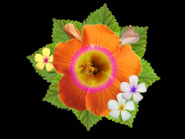 Hibiscus Blommor Olika Färger — Stockfoto