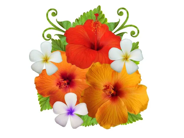 Hibiscus Blommor Olika Färger — Stockfoto