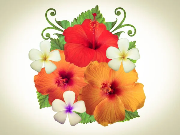 Hibiscus Blommor Olika Färger — Stockfoto