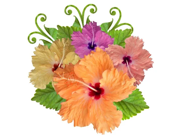 Hibiscus Blommor Olika Färger — Stockfoto