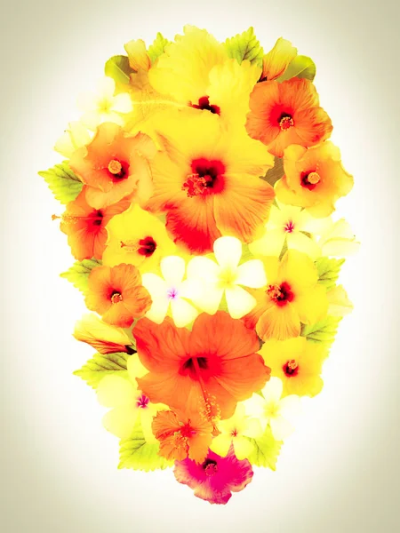 Flores Hibisco Diferentes Colores — Foto de Stock