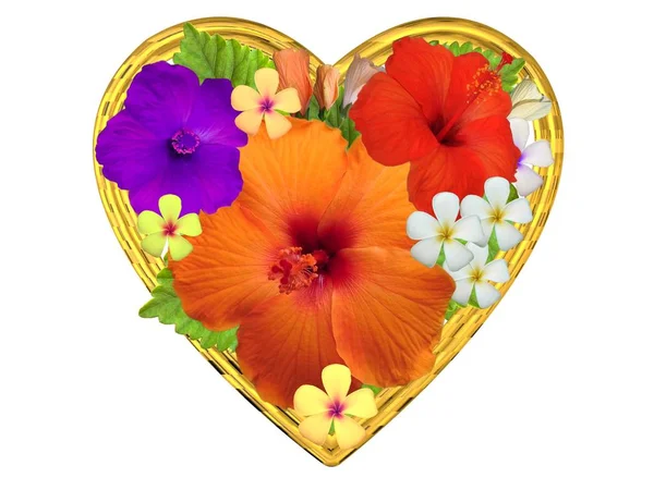 Flores Hibisco Corazón Dorado — Foto de Stock