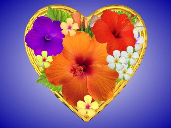 Altın Kalp Hibiscus Çiçek — Stok fotoğraf