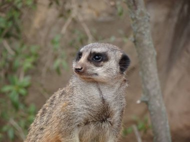 Hayvanat bahçesinde mirket