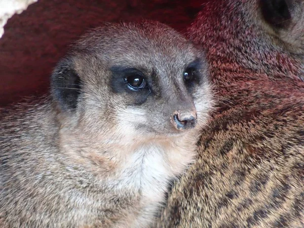 Suricata Zoológico — Foto de Stock