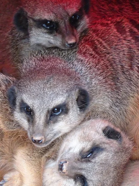 Meerkat Zoológico — Fotografia de Stock