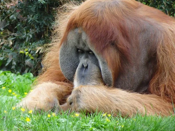 Orang Utan Zoo — Stockfoto