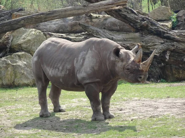 Rhino Zoo — Stock Photo, Image