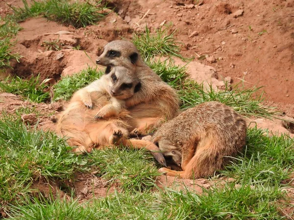 Meerkat Zoológico — Fotografia de Stock