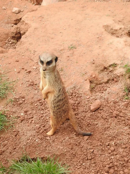 动物园的Meerkat — 图库照片