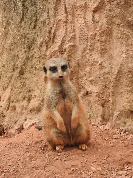 Meerkat Zoológico — Fotografia de Stock