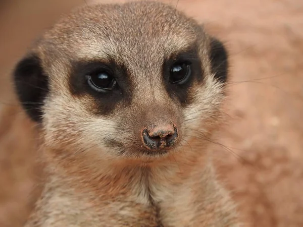 Meerkat Zoológico — Fotografia de Stock