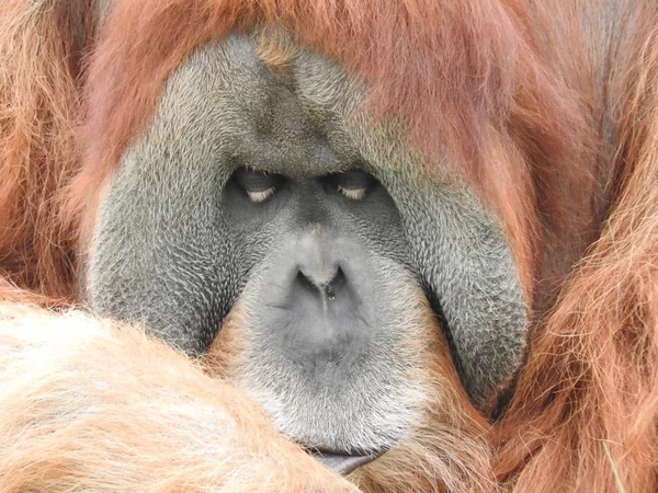 Orangután Zoológico — Foto de Stock