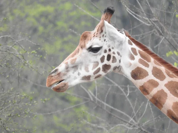 Жираф Саванне — стоковое фото