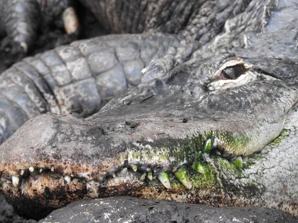 Crocodiles Water — Stock Photo, Image