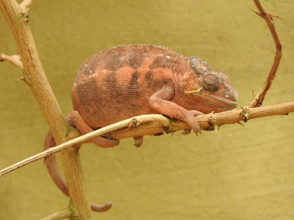 Chamäleon Baum — Stockfoto