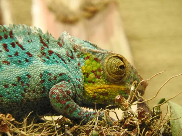 Chameleon Stromu — Stock fotografie