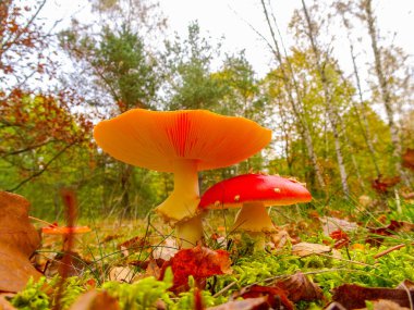 Ormandaki bir sineğin resmi.