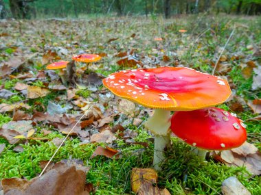 Ormandaki bir sineğin resmi.