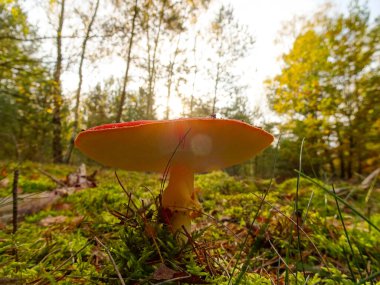 Ormandaki bir sineğin resmi.