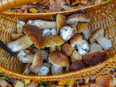 Sepette taze, güzel bir sepet