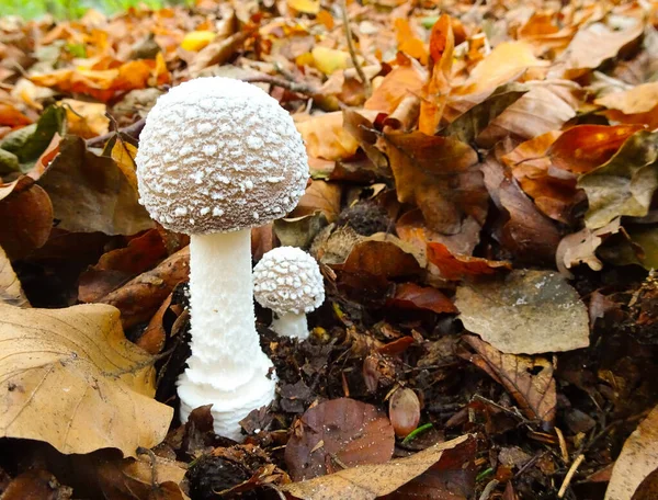森林里的伞形蘑菇 — 图库照片