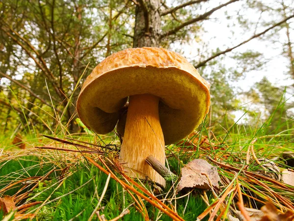 Obrázek Houby Porcini Lese — Stock fotografie